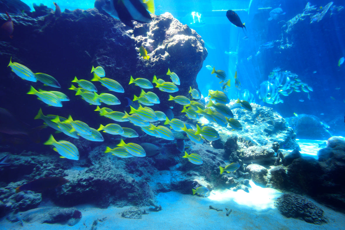 Crave the Wave: Ocean-Themed Activities