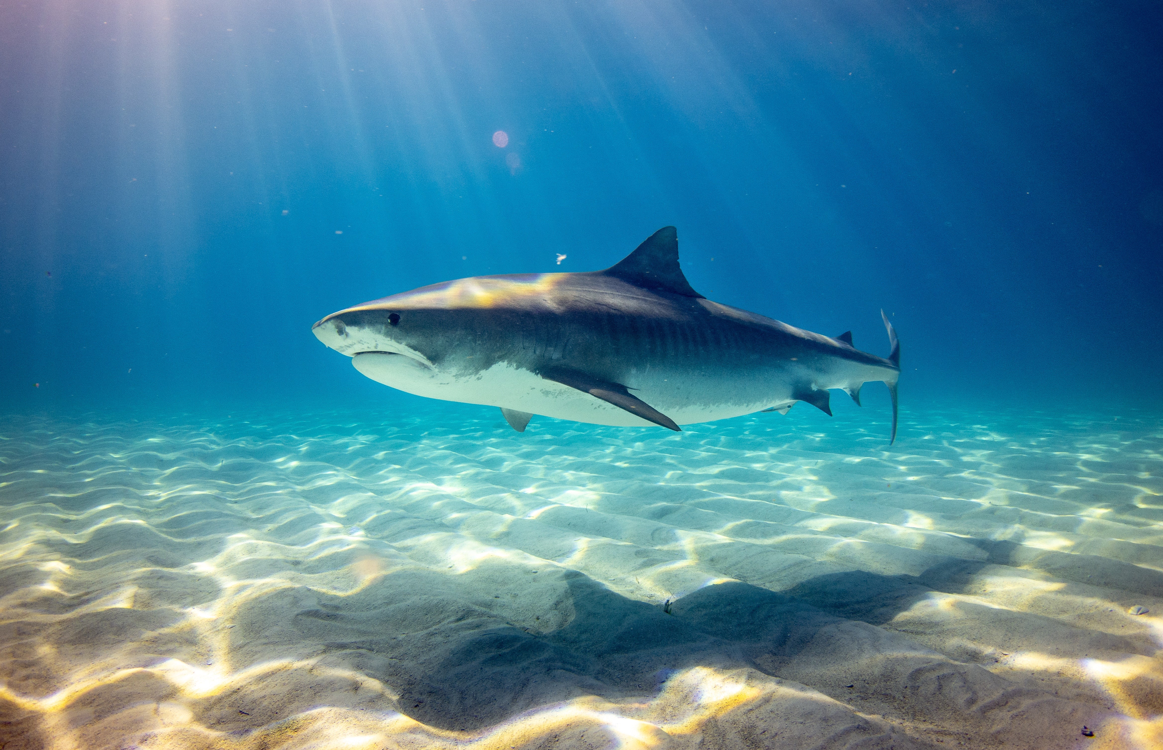 Shark Attack: Extension Activities